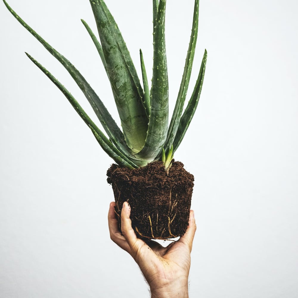 man holding an aloe vera plant