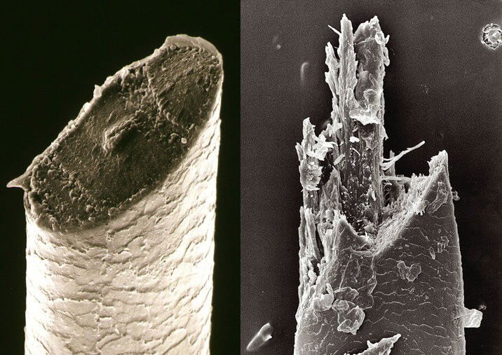 microscopic picture comparing hair cut with razor to electric shaver